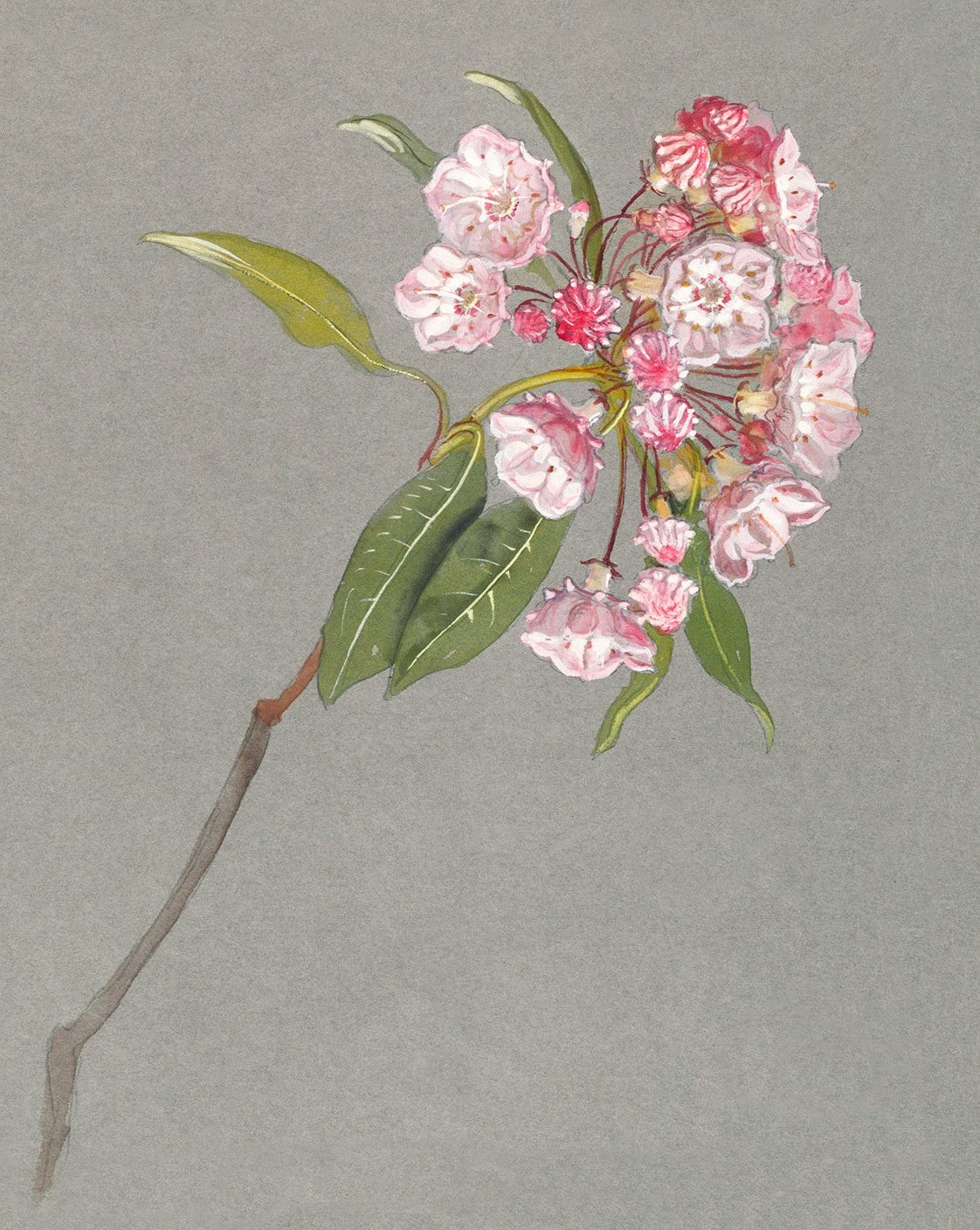 A Bough of Mountain Laurel by Samuel Colman